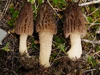 Morchella brunnea image