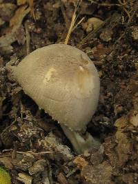 Amanita farinosa image