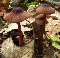 Mycena sanguinolenta image