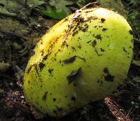 Russula grata image