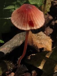 Mycena sanguinolenta image