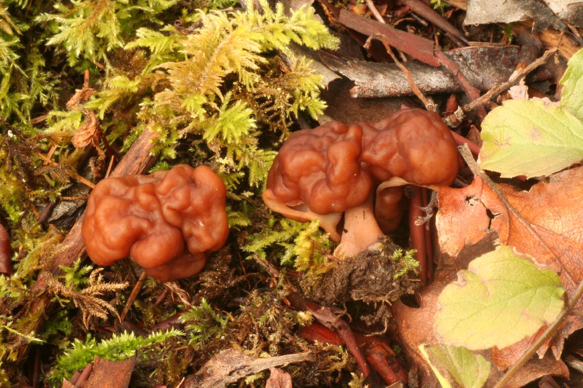 Gyromitra splendida image