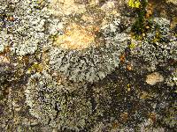 Phaeophyscia hirsuta image