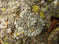 Phaeophyscia hirsuta image