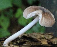 Pluteus longistriatus image