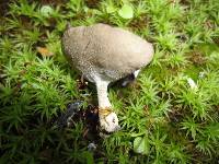 Helvella macropus image