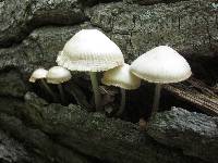 Mycena niveipes image