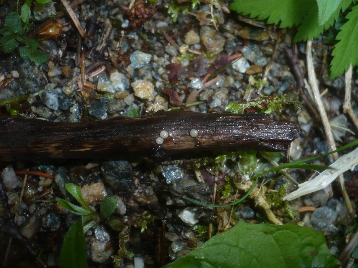 Vibrissea leptospora image