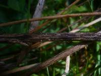 Crocicreas cyathoideum image