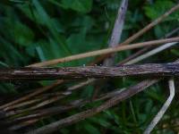 Crocicreas cyathoideum image