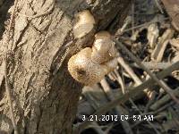 Lentinus tigrinus image