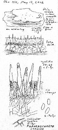 Phanerochaete sordida image