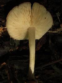 Marasmius strictipes image