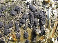 Hypoxylon multiforme image