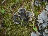 Peltigera praetextata image