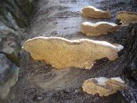 Trametes hirsuta image