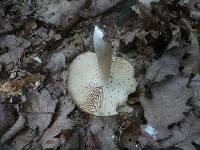 Megacollybia platyphylla image