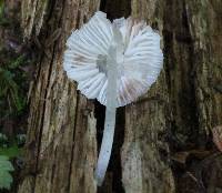 Mycena maculata image