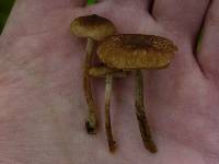 Inocybe lacera image