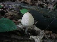 Coprinellus domesticus image