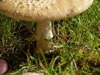 Amanita ameripanthera image