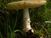 Amanita ameripanthera image