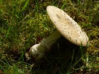 Amanita ameripanthera image