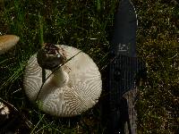 Amanita ameripanthera image