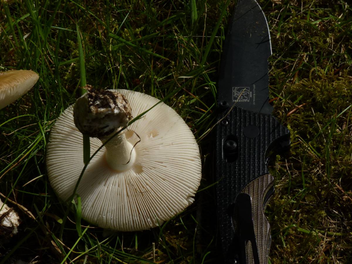 Amanita ameripanthera image