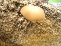 Simocybe centunculus var. centunculus image