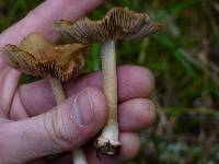 Inocybe praetervisa image