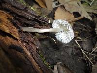 Mycena galericulata image