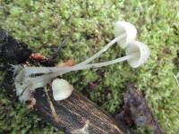 Mycena arcangeliana image