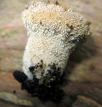 Lycoperdon marginatum image