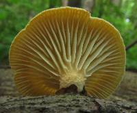 Lentinus suavissimus image