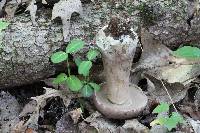 Tylopilus rubrobrunneus image