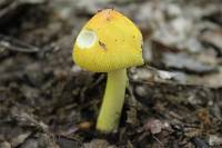 Amanita banningiana image