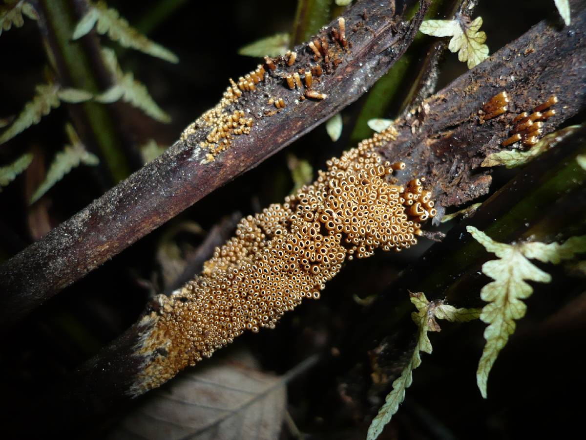 Woldmaria filicina image