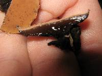 Galiella rufa image