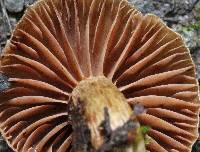 Cortinarius distans image