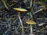 Conocybe rugosa image