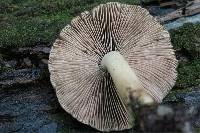 Psathyrella delineata image