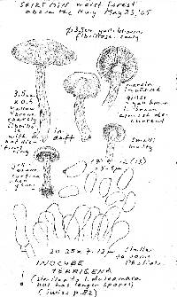 Inocybe terrigena image