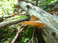 Auricularia americana image