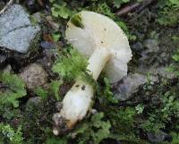 Hygrophorus eburneus image