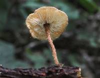 Crinipellis zonata image