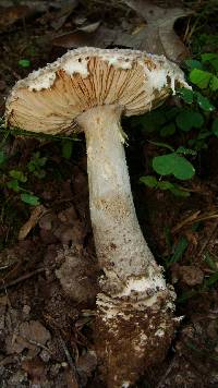 Amanita onusta image