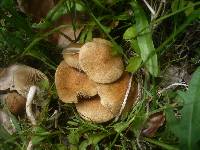 Inocybe dulcamara image