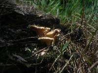 Lentinus strigosus image