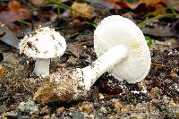 Amanita farinacea image